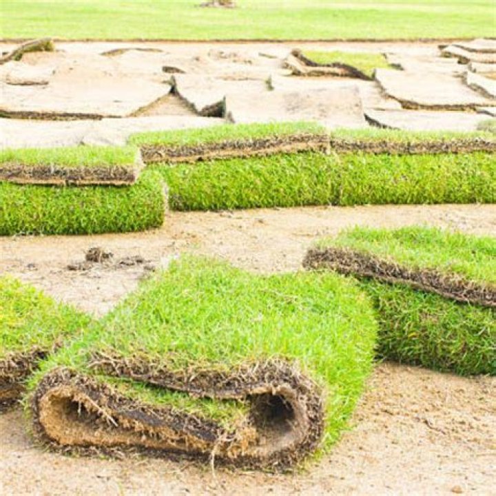 zoysia grass plugs